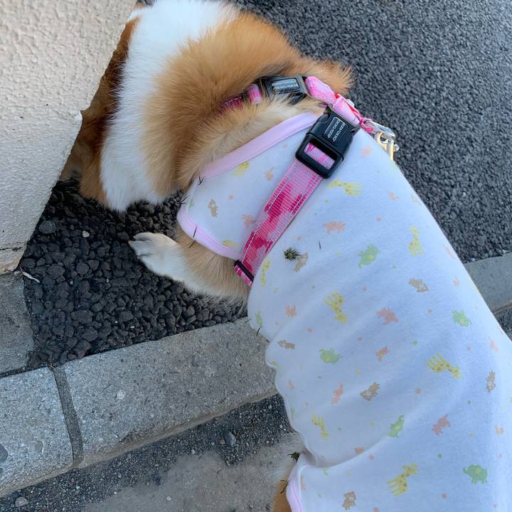 1c7c9039 3bf2 44ab bfc9 a0c983083020 1608441186608