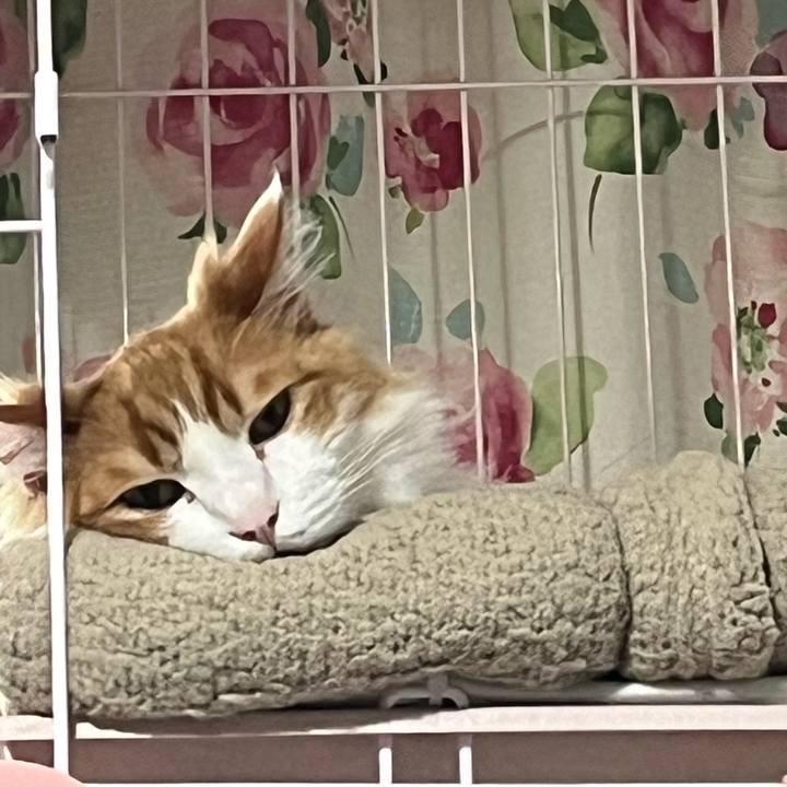 1c7cc2b1 644f 42aa bc0d 52b8da0cd3ac 1719360224266