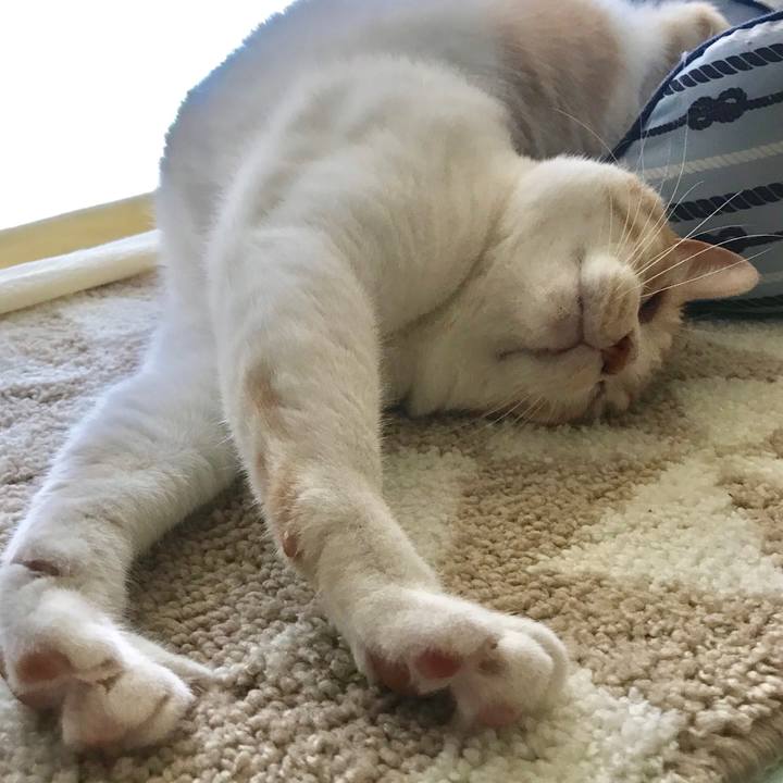 1c7d1425 4799 4006 8dc1 bb9b4ccc2d03 1552556181905