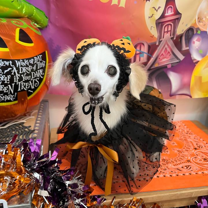 1c7d8bb4 22cd 42cf b1b0 c071635f4e8a 1761887751932