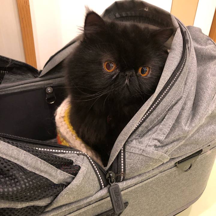 1c7ed314 23bf 41d0 baef 0f88bb433d2c 1546093577672