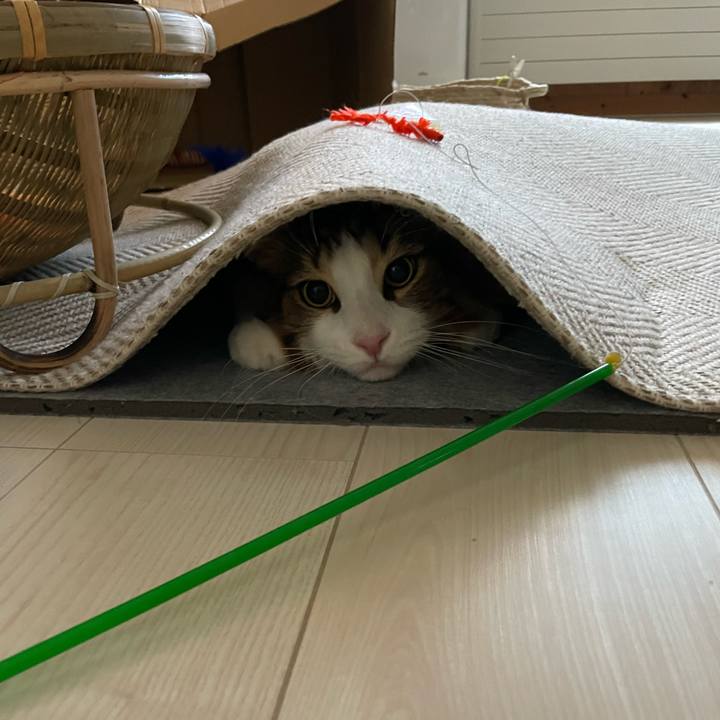 1c82cad5 81ab 46fc ae21 270142275898 1660425177402