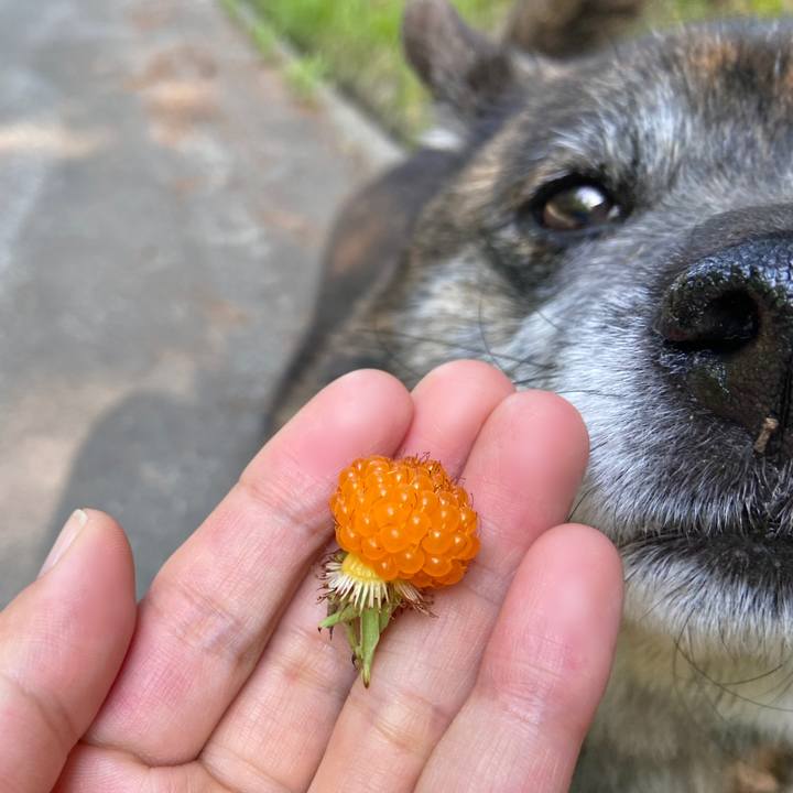 1c867f4c e557 49d8 9d96 aca4aec8406e 1654127468724