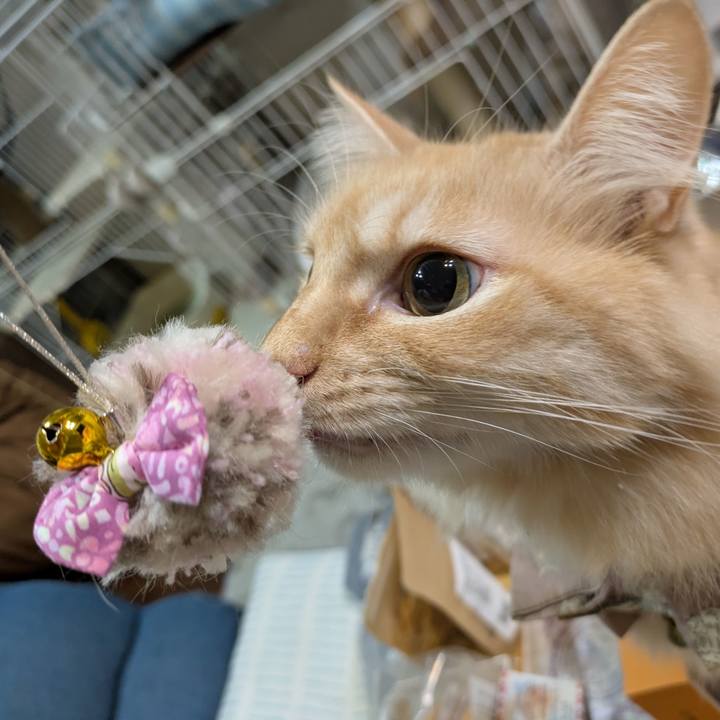 1c88166b 1c92 4b6a bf78 d804034ee8bd 1732961000040