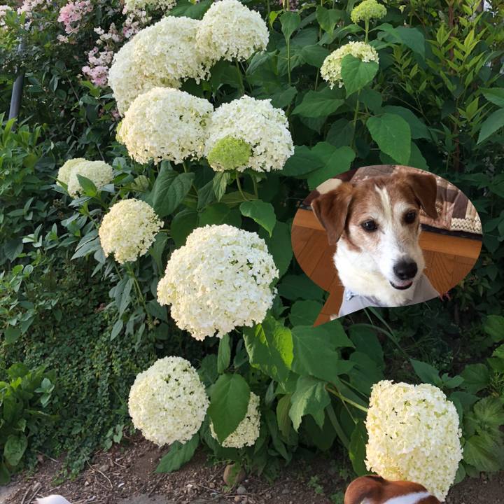 1c88adaf 581b 4618 8f69 02f083265dde 1530676183177