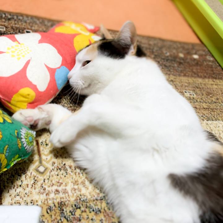 1c88baa6 6c41 4f4b 99f9 a1f0c3fbf877 1588729637116