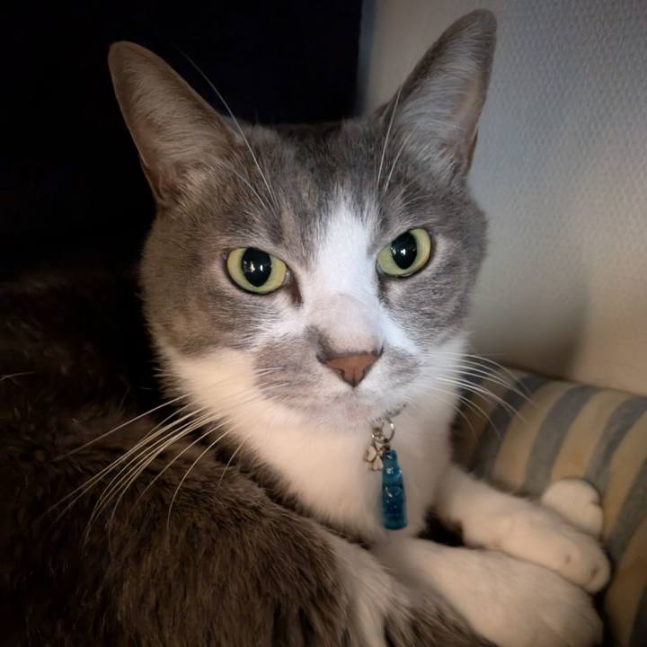 1c8b5b22 0762 408c 9449 e4024b60a8f3 1760661993802