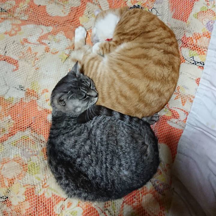 1c8e1485 aa45 4878 89d9 f40feefa87e4 1574339354996