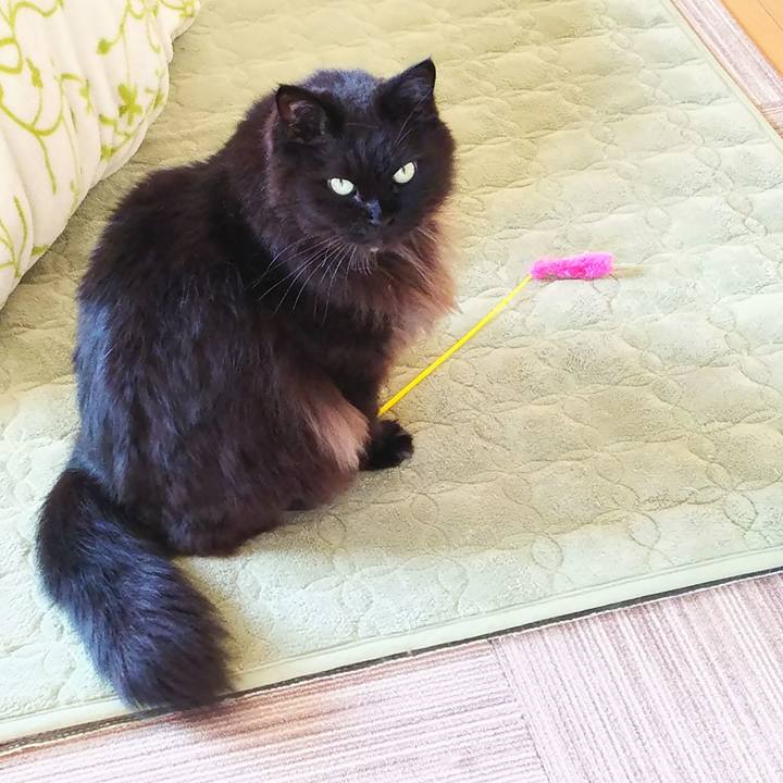 1c8efe5b 4982 466a 9422 3ae001d371dc 1513560875551