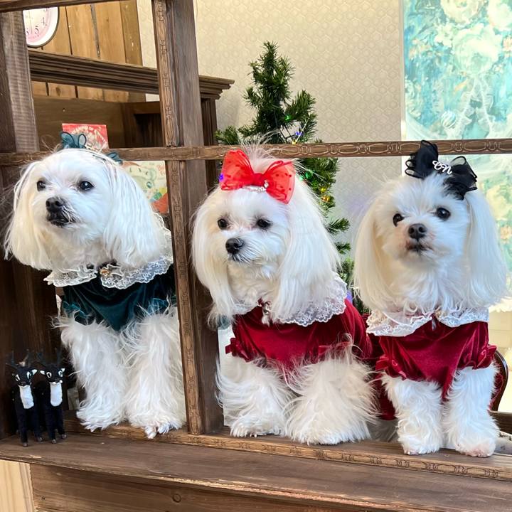 1c8f9ff5 d4fa 45a0 bb82 28b9b52caa94 1737351496210