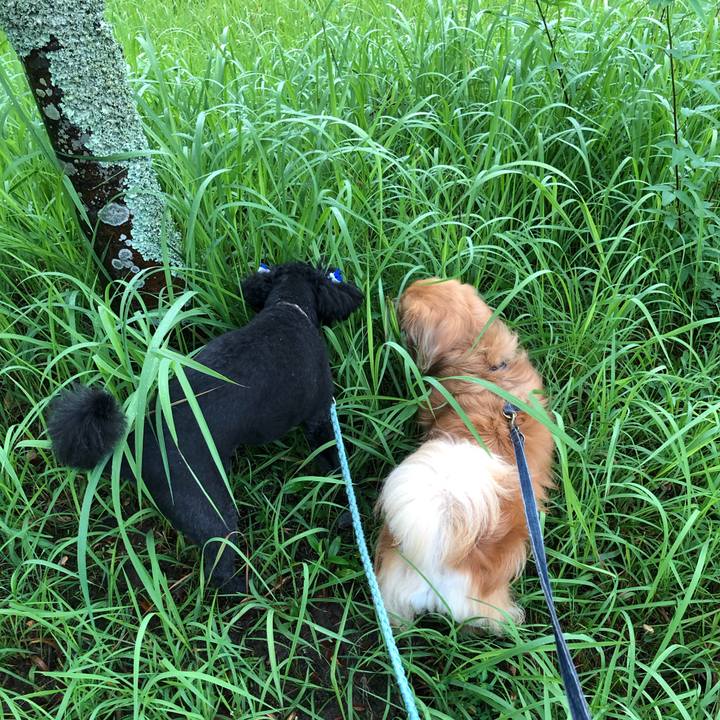 1c8fee98 59b1 48c9 be74 543a18ae3ac9 1564264985250