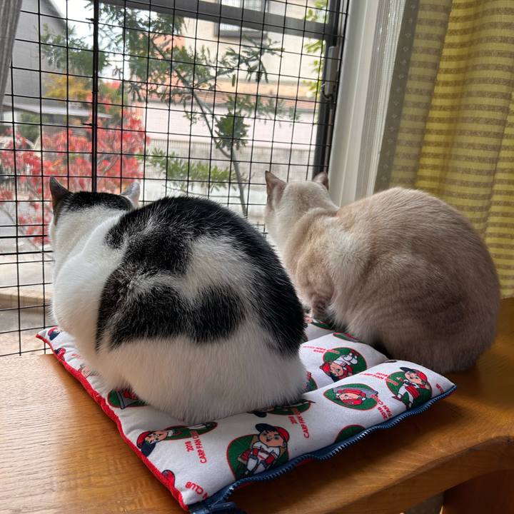 1c9103d5 9a36 4cab 9259 7f34dc70f365 1762901506095