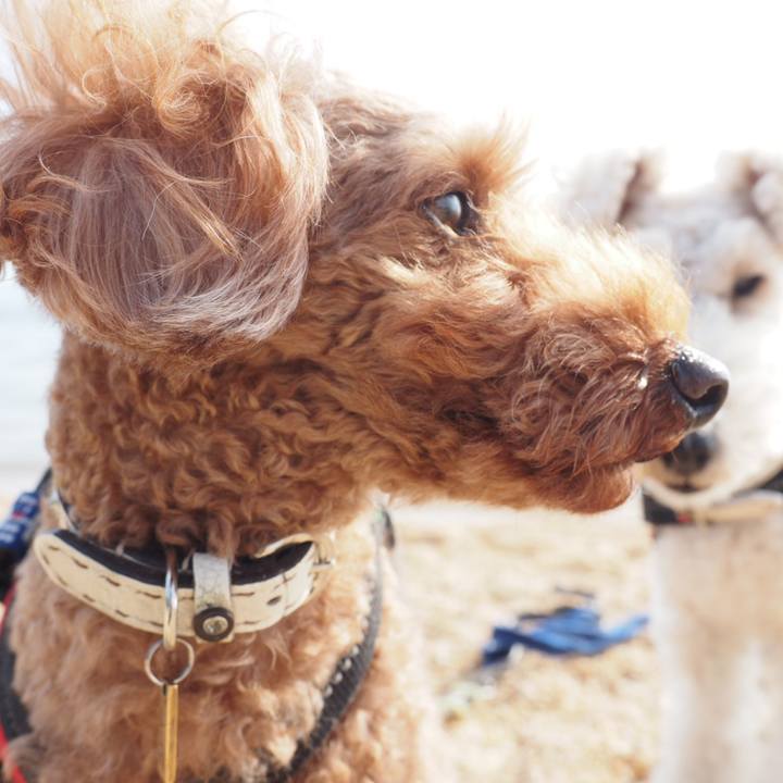 1c922a77 3fe6 4a15 8756 776a6757e11b 1543242310816