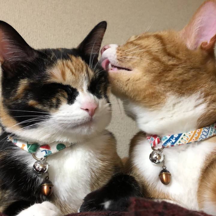 1c975b8b 1627 495c aa01 9801b7471848 1586784202337