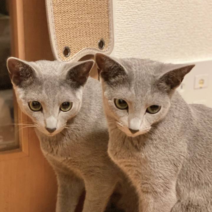 1c994128 765e 471f a9f5 2a4cbd37e040 1617185378146