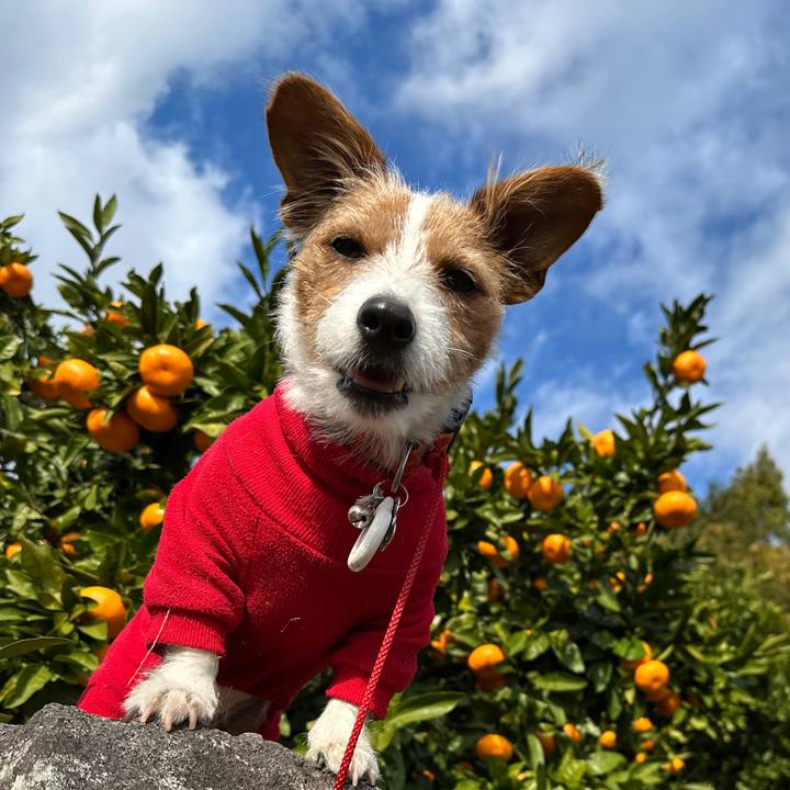 1c9a12fd 2fa1 4307 9b5f feca59d65839 1764981304250