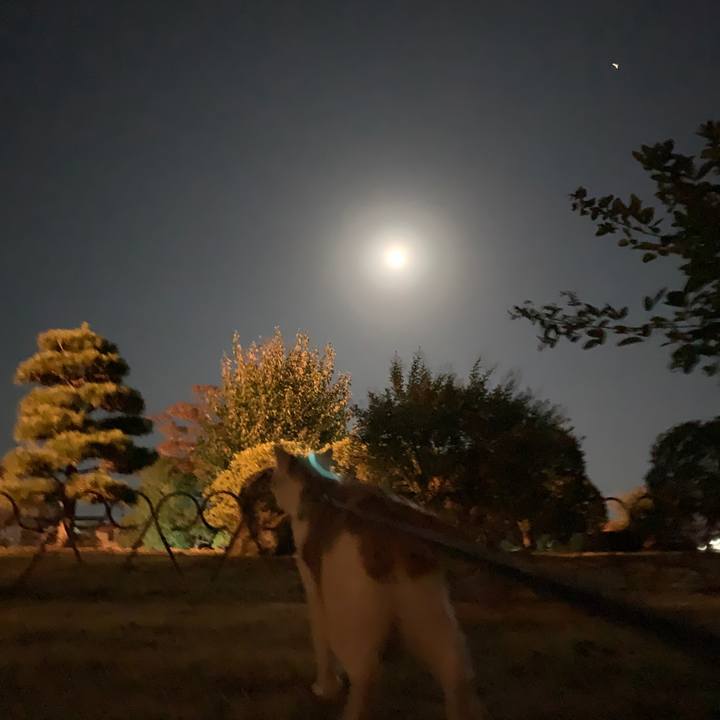 1c9b4554 ce08 4fc1 97ed 6b2eff911d02 1604145716197