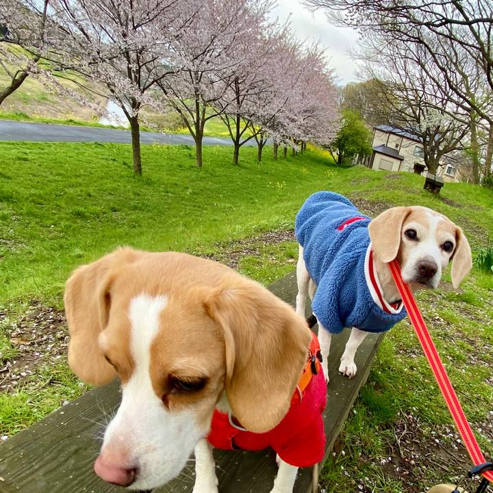 1c9b72f7 b4c0 4334 99ac cb503b40d265 1585652661715