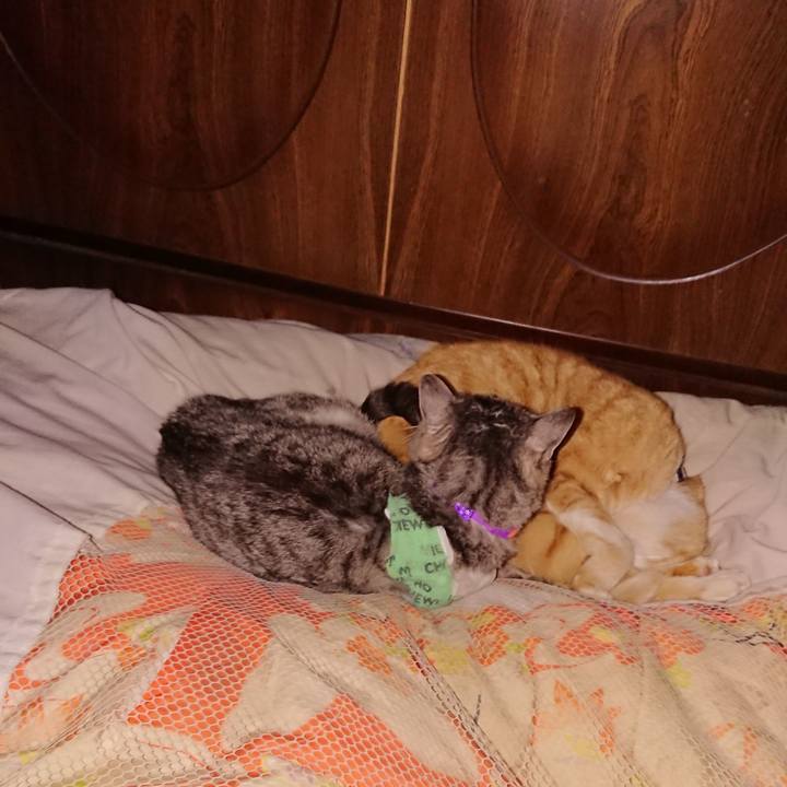 1c9f34fc a53d 4ed3 a1f1 37047199bcf3 1587576606260