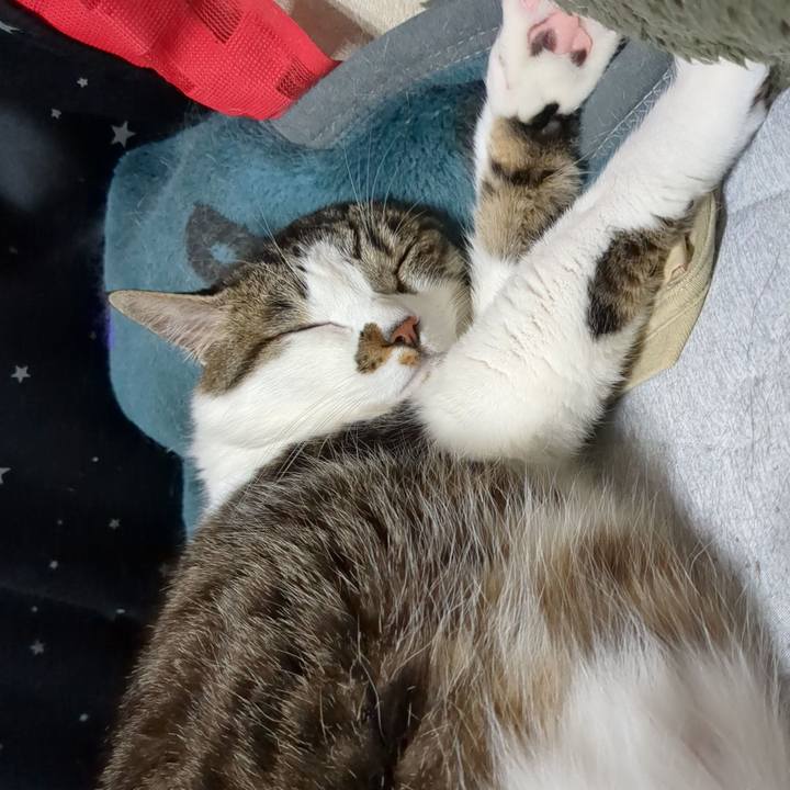 1c9fcd72 7e96 4cfc 807a be8986588bcc 1746755394579