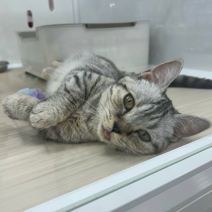 1ca7b711 fc7b 4214 9cc0 6fd34d72fd7f 1761260591312