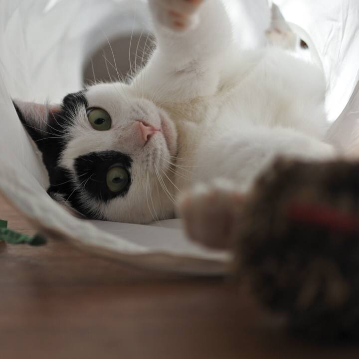 1ca89dfd 932b 49a1 b69c 993eca7312f1 1513416623925