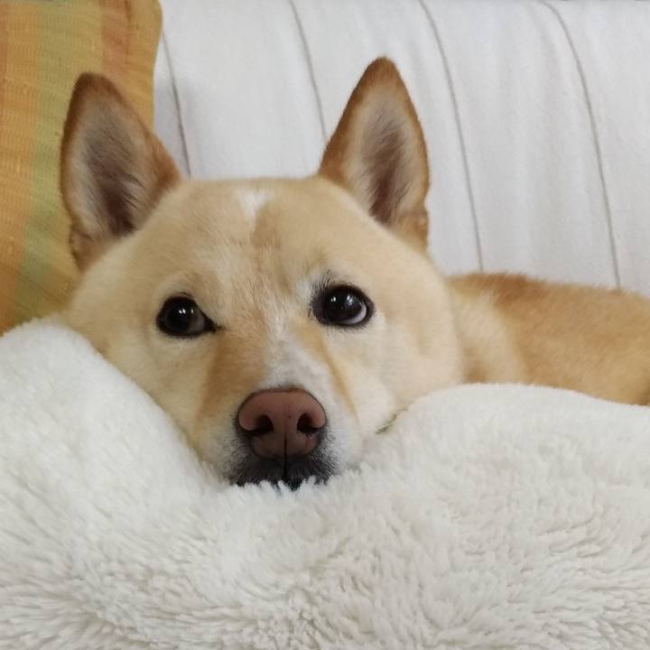 1caea9fa 32a2 4b7d 8d75 b69223bb491e 1591496719513