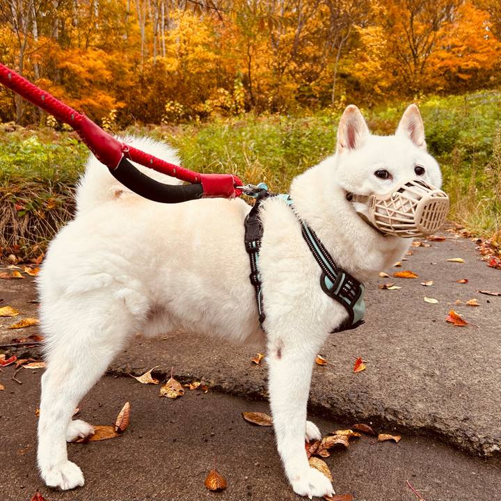 1caf1c01 3624 4ed6 93a9 0803ef952e3f 1698534176396