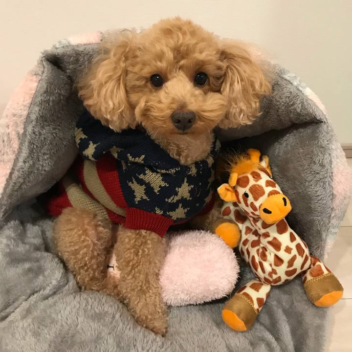 1caf21cc fc5a 42f7 9244 34f613d709ae 1544516833277