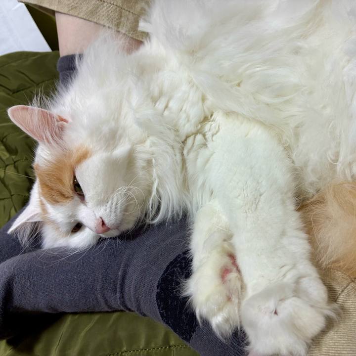 1cafb461 573a 4927 82c1 b9c91090316d 1762653317607