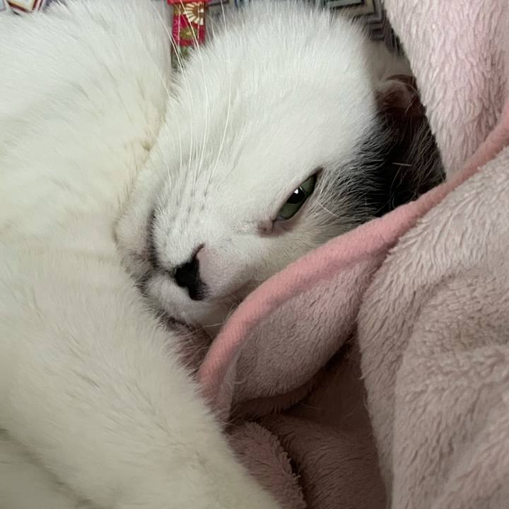 1cb17237 c362 4ebd 93b5 debd2bc94c0f 1611361703774