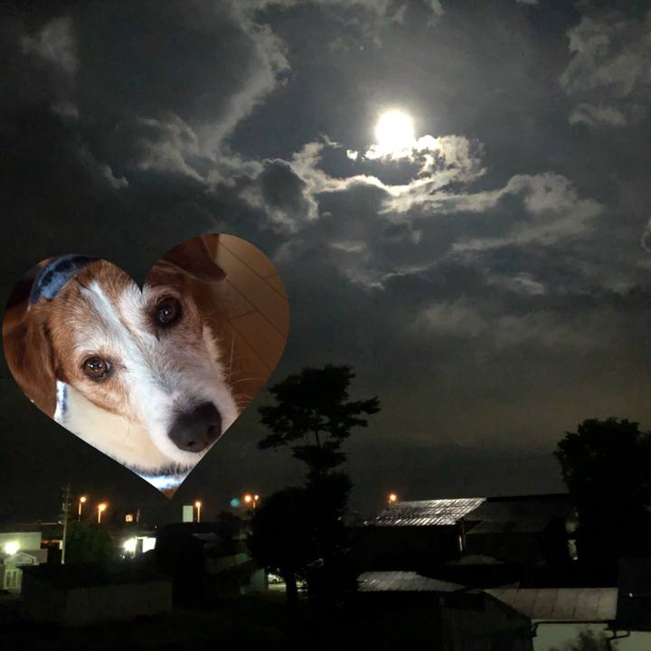 1cb1739d 941f 4548 aa94 daae1248e4d2 1530108908805