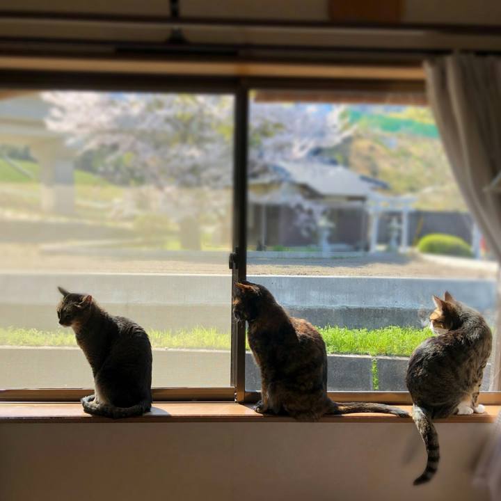 1cb57e0d 0f2b 4561 b975 5212c5dbbb90 1586586788500