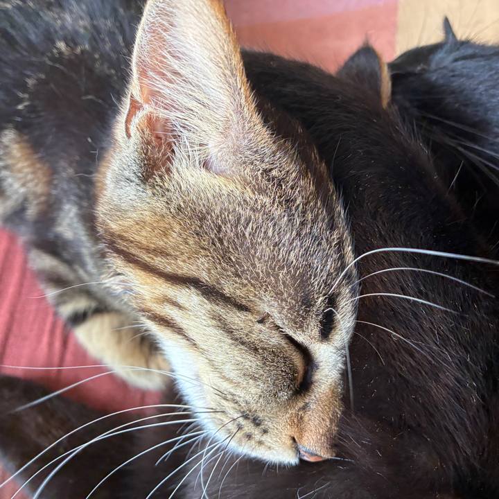 1cbc3c34 6ae0 4651 9db8 aca5280c39e6 1750464730594