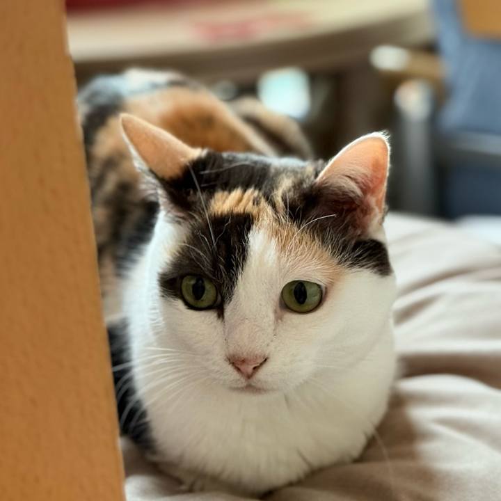 1cbcf833 39f3 4b60 a1df b67921724563 1748139088797