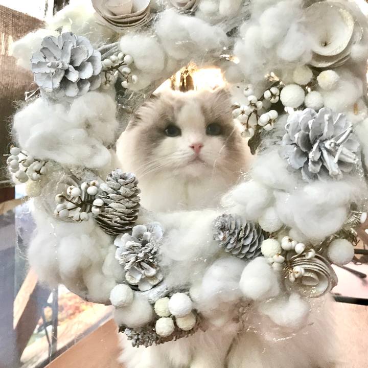 1cbdbb42 276a 438a 97eb 608010b7a92f 1639640942899