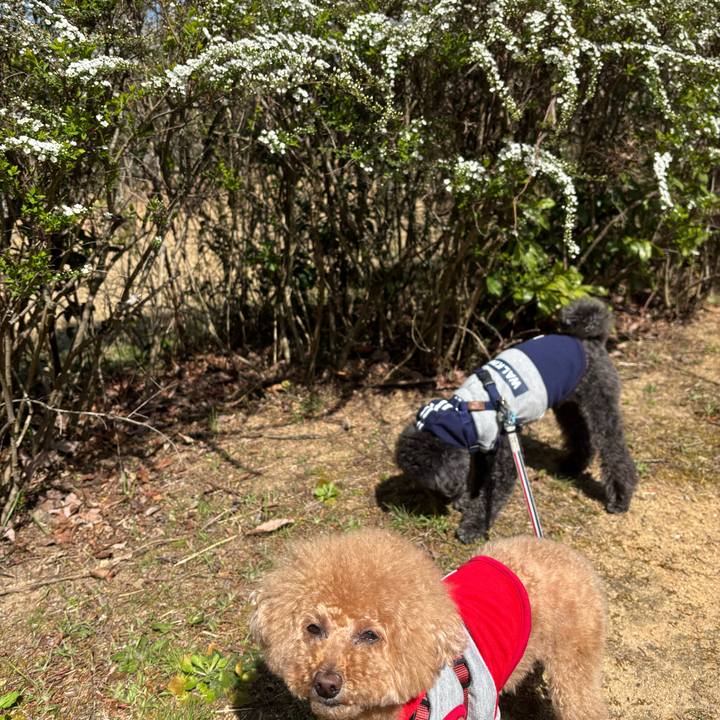 1cbdd9ea 4506 450b 8309 dc4f6c7c3d3a 1743773564450