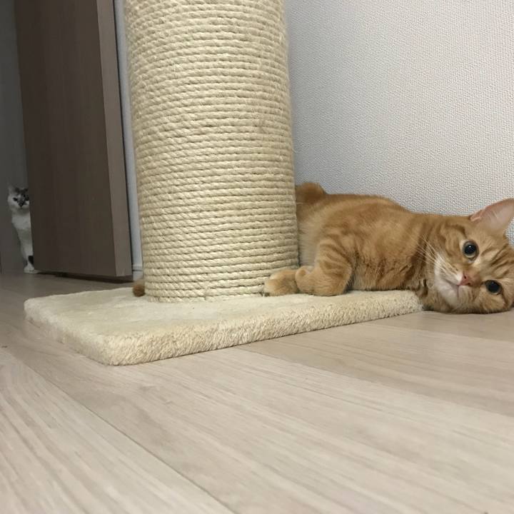 1cc11228 f262 4c2f 841a 62d819cf74fb 1527497233816