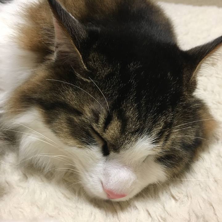 1cc16b6f 672a 4400 94a2 9f0406ee1356 1522372011100