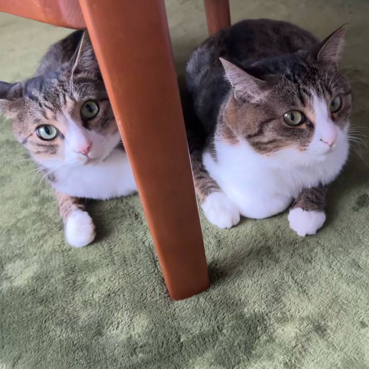 1cc2a6ab ae36 43bf a67f c47182a8860a 1733294345309