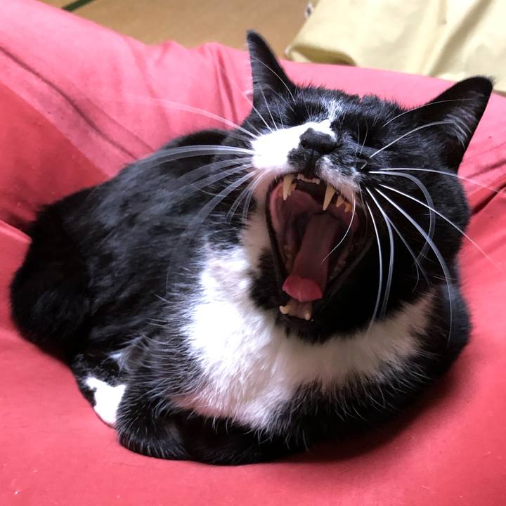 1cc68b33 9eea 43be 877e d46ccbe0225e 1586749365586