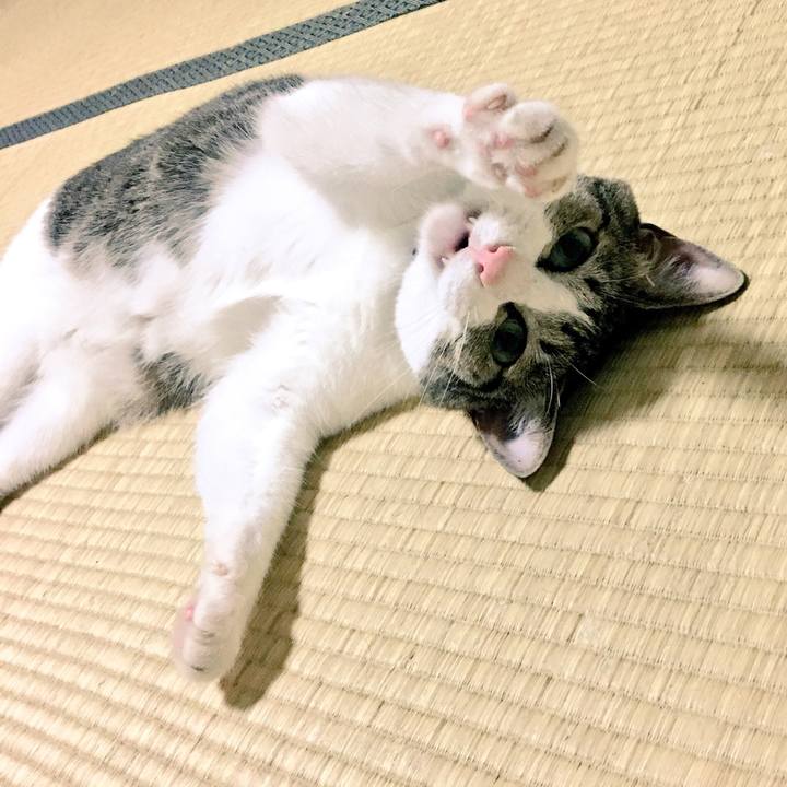 1cc68f04 749c 4fc2 87ca 0fcd0e8a2421 1533310035754