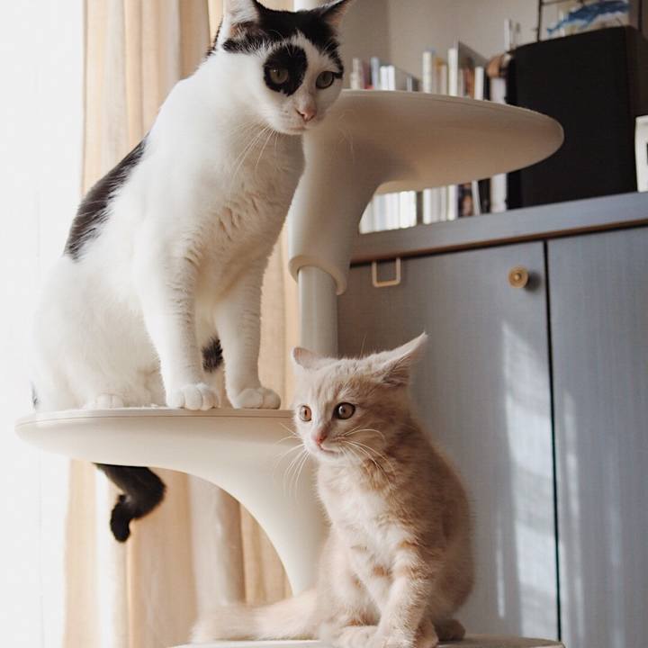 1cc746ca 785b 40dc 80e0 b0db253dacaf 1543392088336