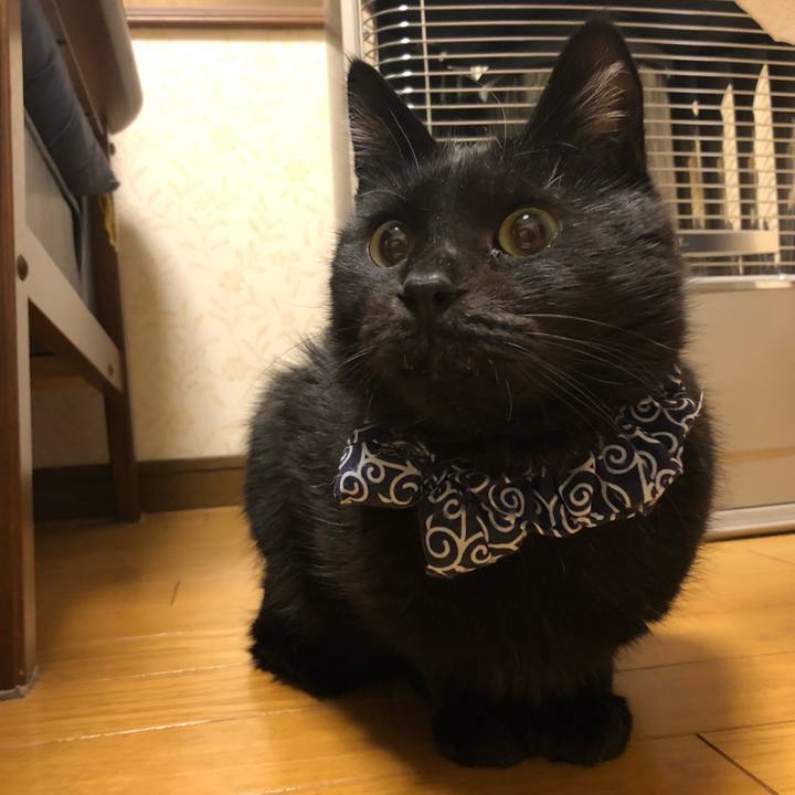 1cc82598 2a45 454c 91be ad8c90c800e7 1576072301364