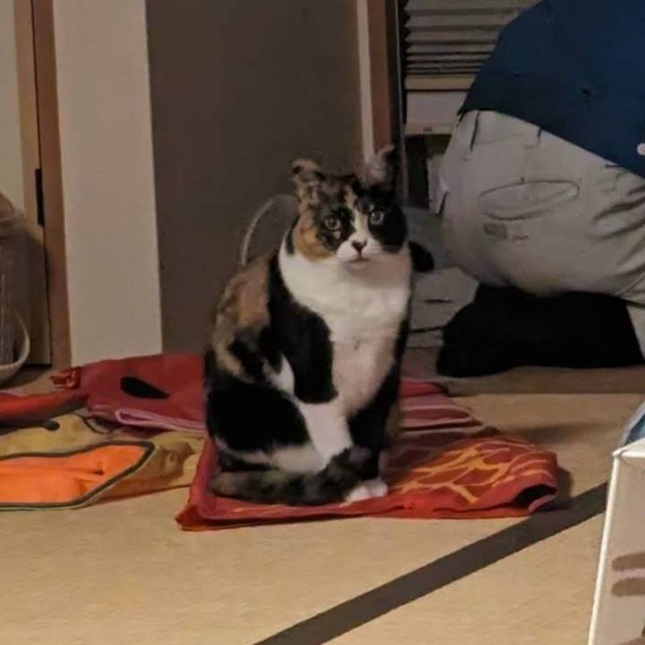 1cca3a90 d08d 4e5e a33b a1271fd33097 1701836930949