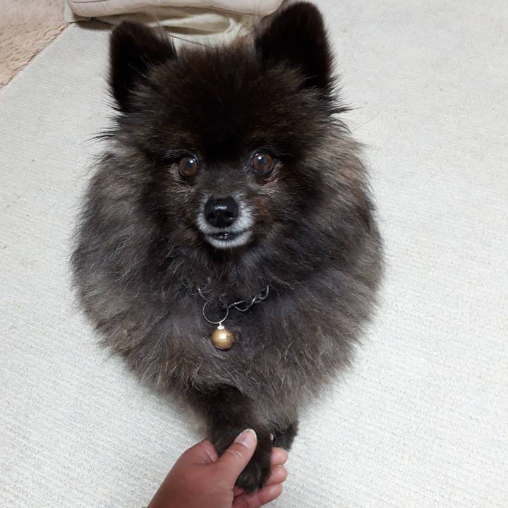 1cca78e8 36b3 43f0 844f c7349a81ebd7 1545909972793