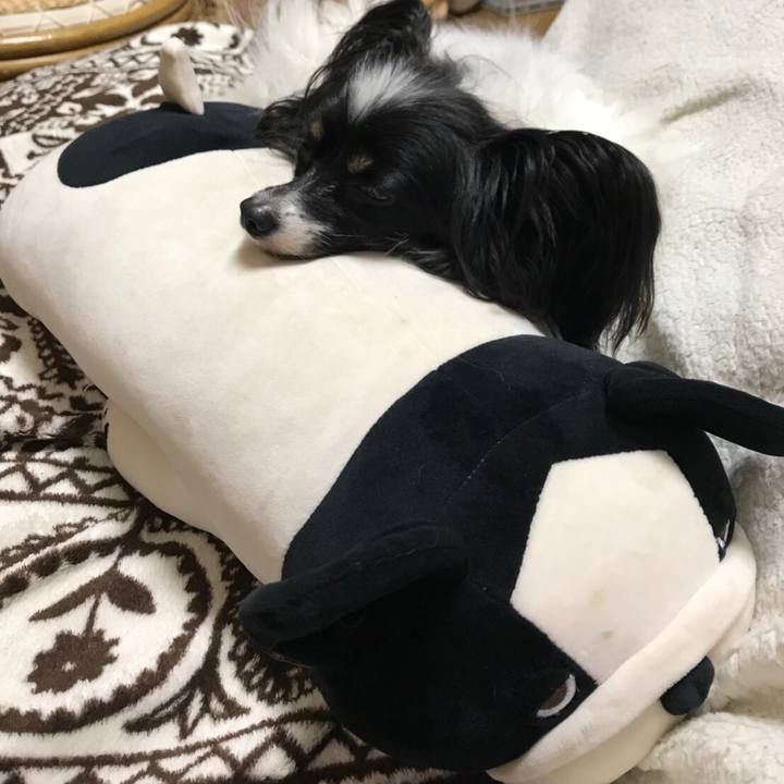 1ccbc02b 1499 4724 b46e b60e322d900b 1521322900183