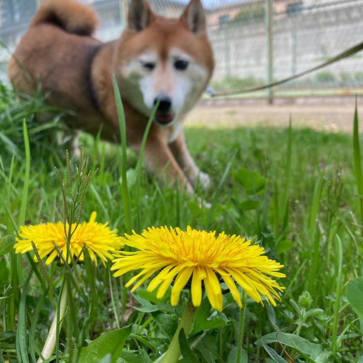 1ccd145e 58fc 4c4f 92a4 11ca2520a421 1680660705161