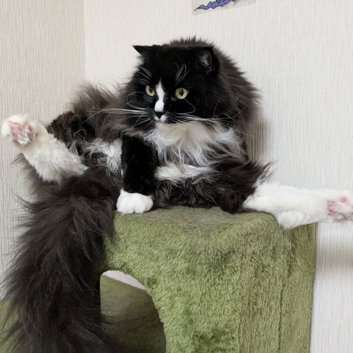 1ccee0f0 7509 4829 85de 4ed55510287c 1738309015129