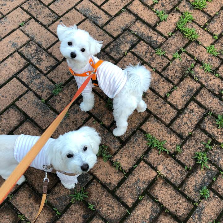 1ccfd6c3 0e0a 4380 b551 9753a4b81e70 1527812348947